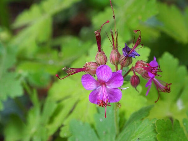 Geranium macrorrhizum ‘Czakor’
