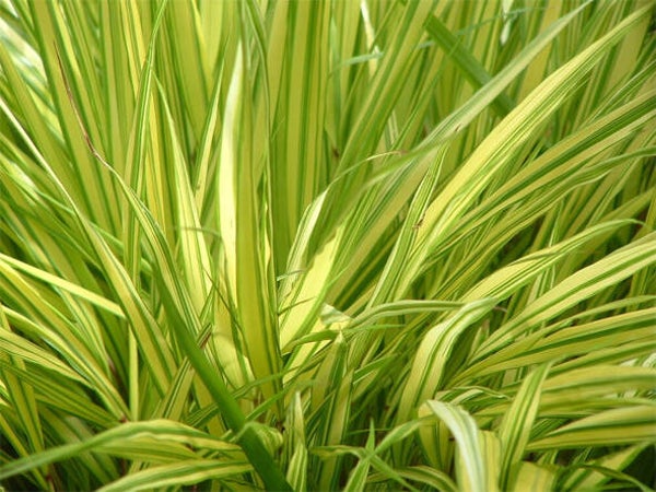 Hakonechloa macra ‘Aureola’