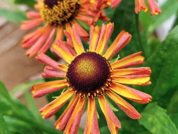 Helenium ‘Loysder Wieck’