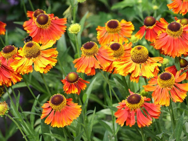 Helenium ‘Moerheim Beauty’