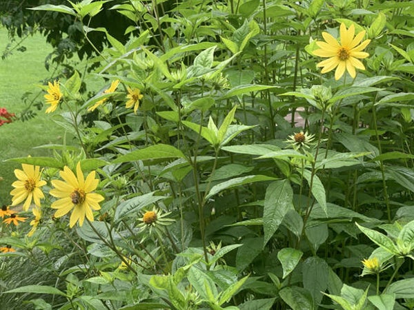 Helianthus ‘Lemon Queen’