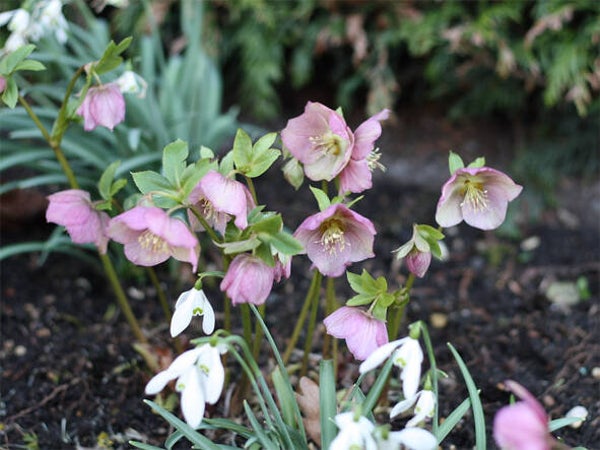 Helleborus orientalis
