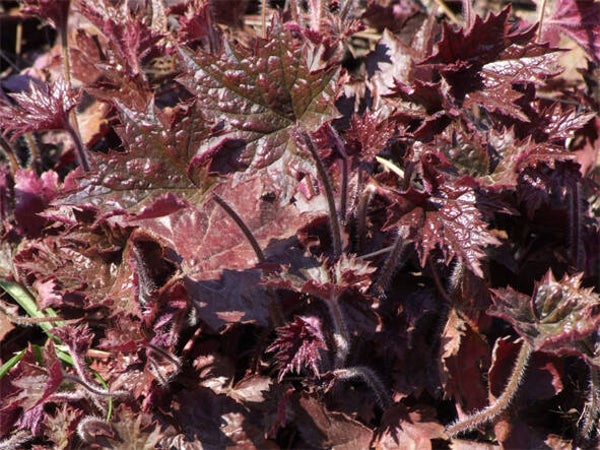 Heuchera micrantha ‘Palace Purple’