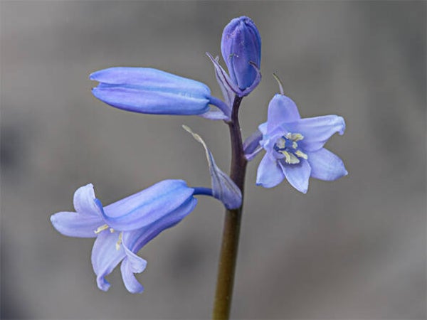 Hyacinthoides hispanica