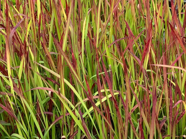 Imperata cylindrica ‘Red Baron’