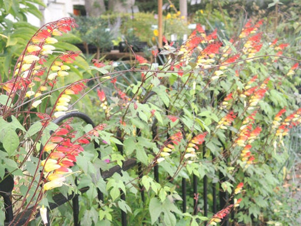 Ipomoea lobata