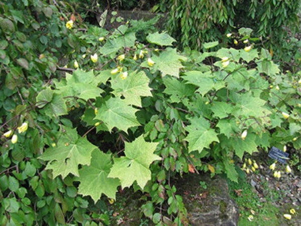 Kirengeshoma palmata