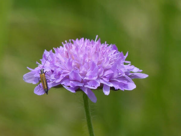Knautia arvensis