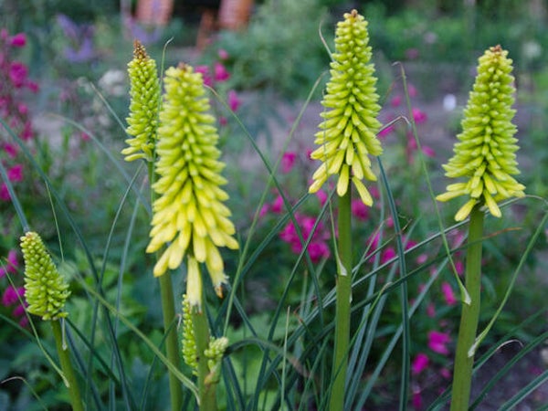 Kniphofia ‘Sunningdale Yellow’