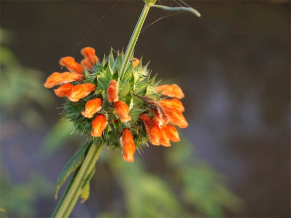 Leonotis nepetifolia