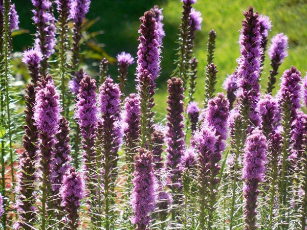 Liatris spicata