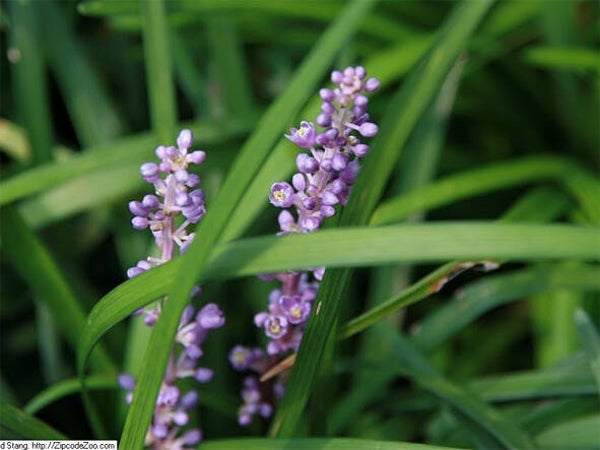 Liriope muscari ‘Big Blue’