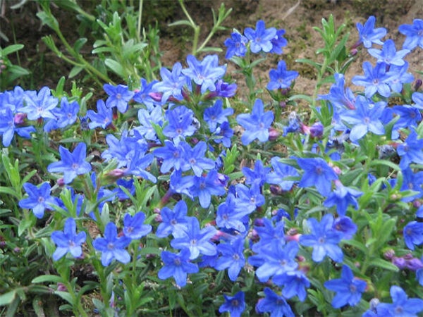 Lithodora diffusa ‘Heavenly Blue’