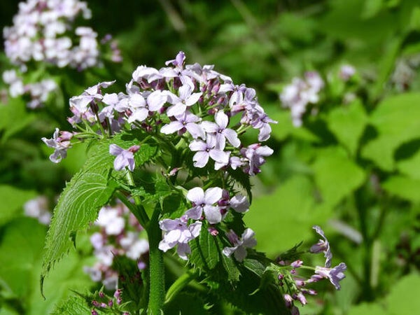Lunaria rediviva