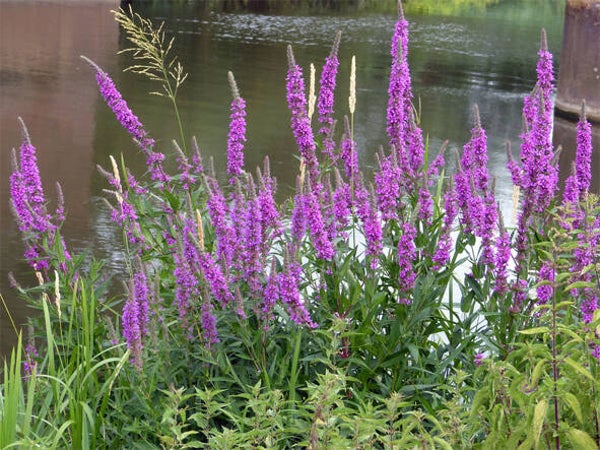 Lythrum salicaria