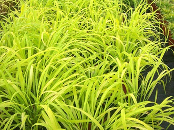 Milium effusum 'Aureum'