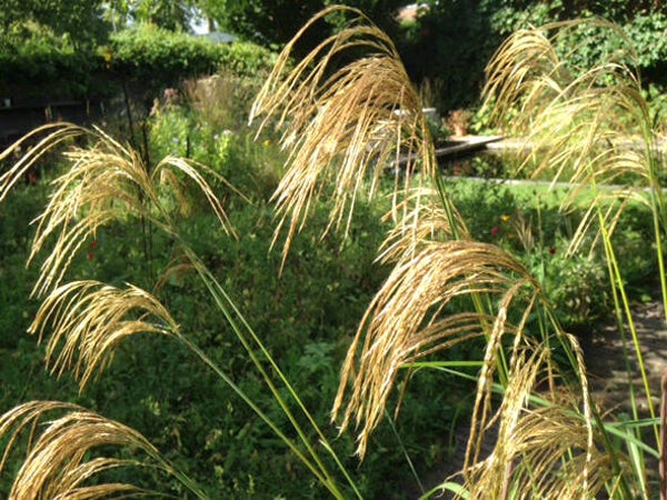 Miscanthus nepalensis (P11 pot)