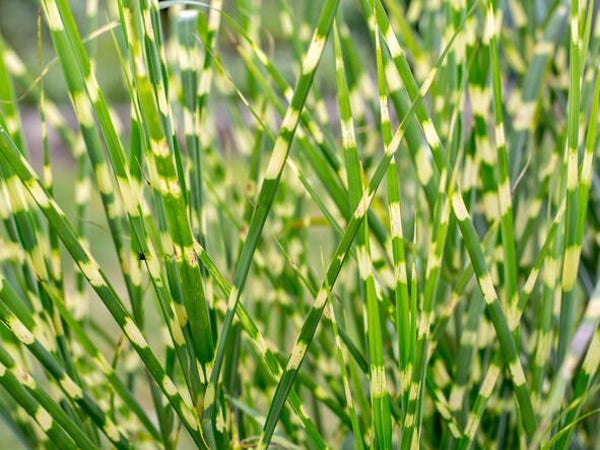 Miscanthus sinensis ‘Pünktchen’ (P11 pot)
