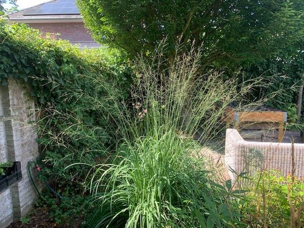 Molinia arundinacea ‘Transparent’
