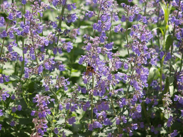 Nepeta ‘Walker's Low’