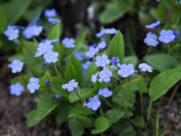 Omphalodes verna