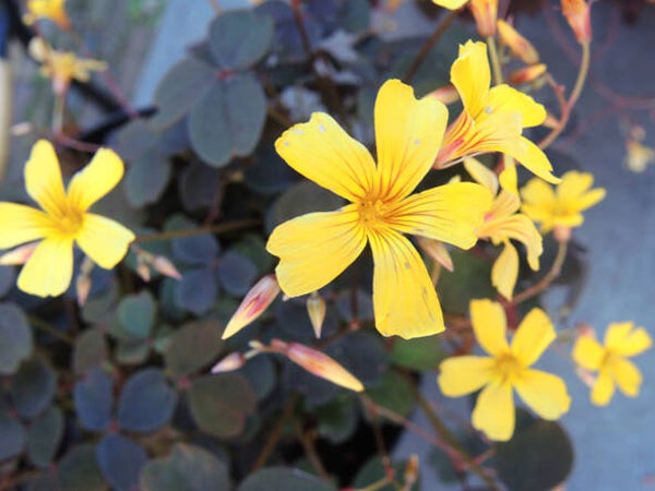 Oxalis vulcanicola ‘Dark Form’