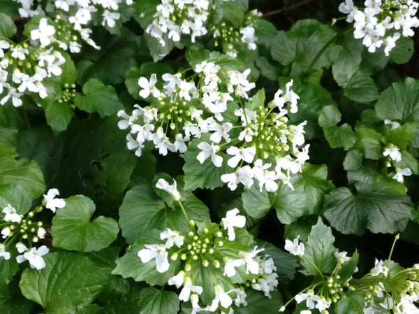 Pachyphragma macrophyllum