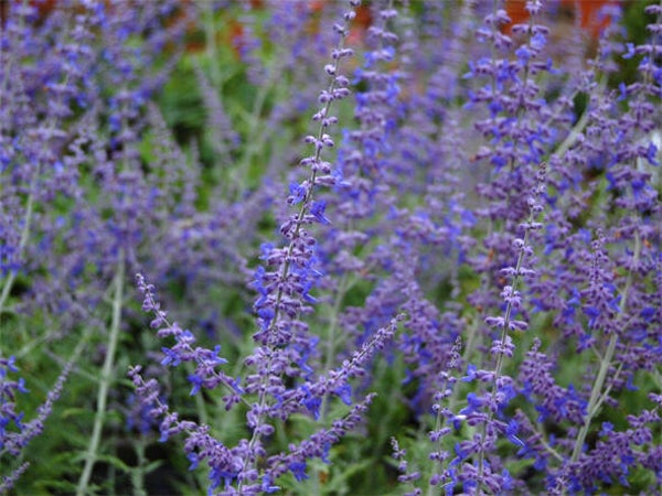 Perovskia atriplicif. ‘Blue Spire’