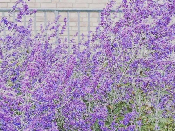 Perovskia atriplicif. ‘Little Spire’