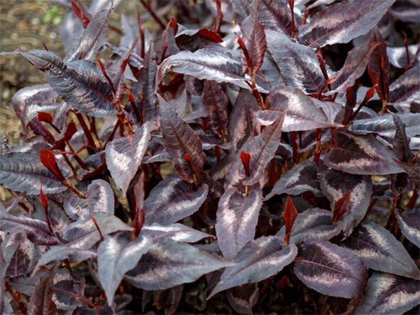 Persicaria microc. ‘Red Dragon’