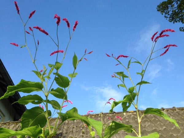 Persicaria orientalis
