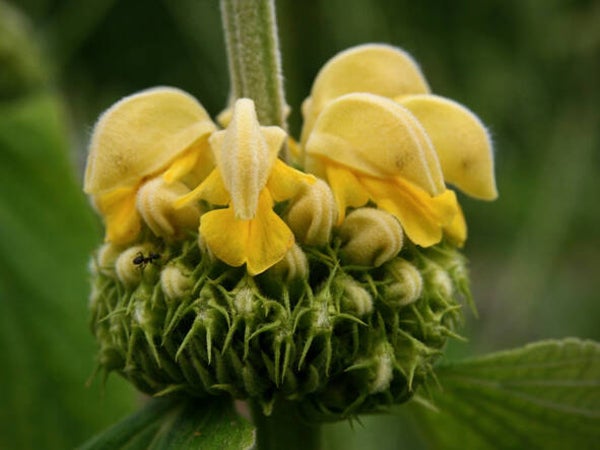 Phlomis russeliana