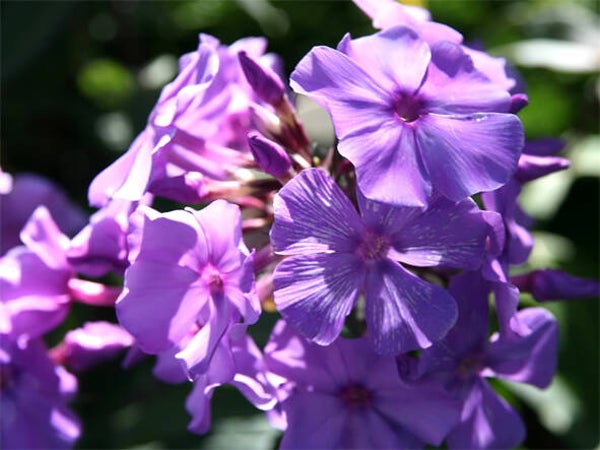 Phlox ‘Blue Paradise’