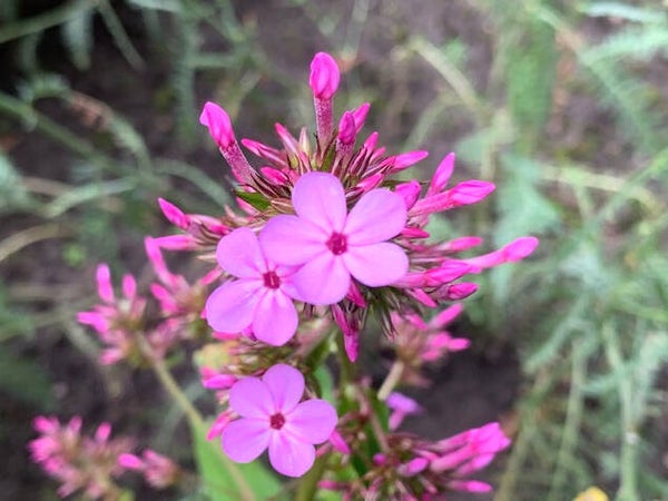 Phlox ‘Jeana’