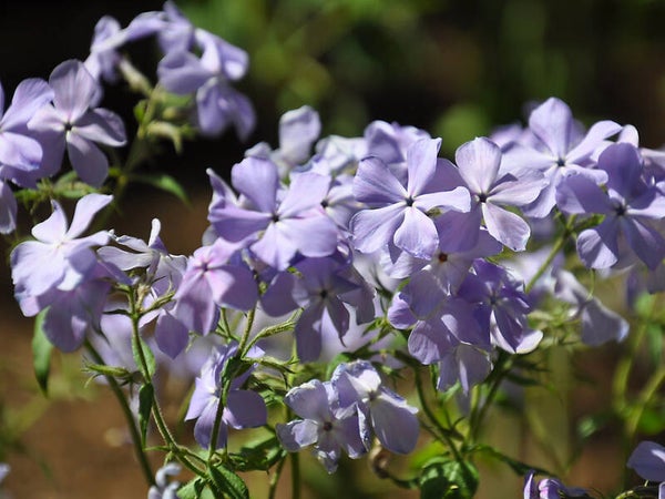 Phlox divaricata ‘Blue Moon’