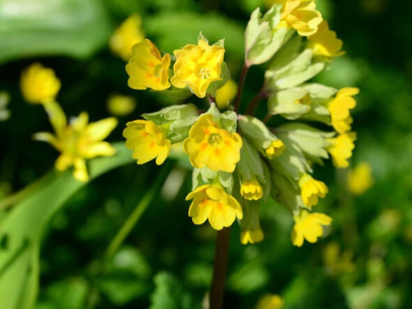 Primula veris