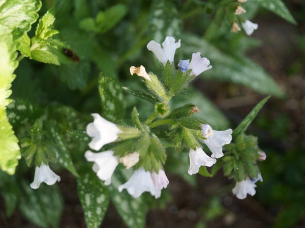 Pulmonaria off. ‘Sissinghurst White’