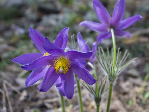 Pulsatilla vulgaris