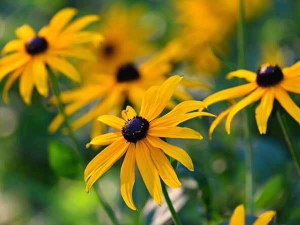 Rudbeckia fulgida var. deamii