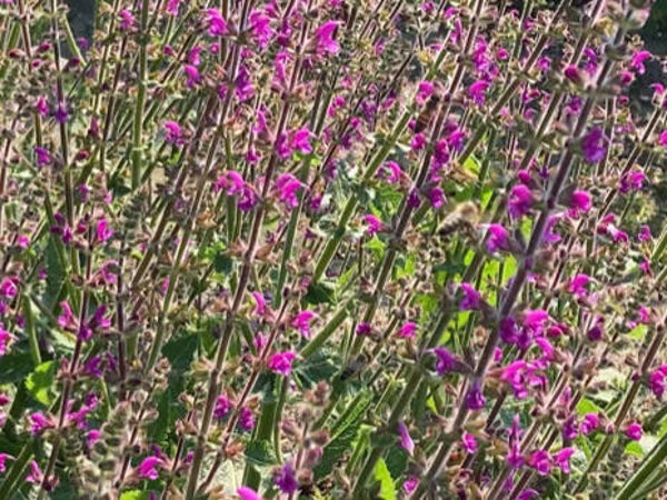 Salvia ‘Royal Crimson Distinction’ ®