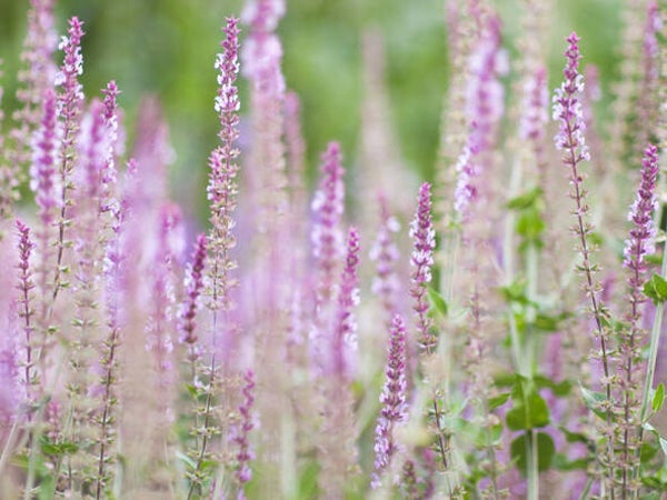 Salvia nemorosa ‘Amethyst’