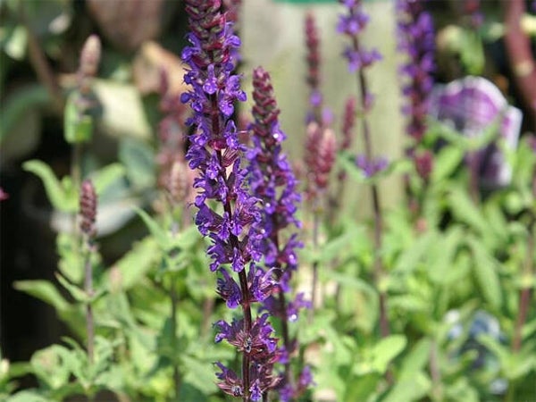 Salvia nemorosa ‘Caradonna’