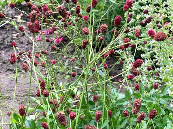 Sanguisorba officinalis ‘Tanna’