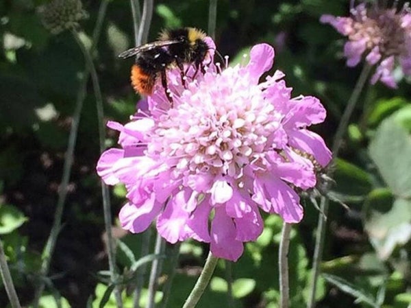 Scabiosa col. ‘Pink Mist’
