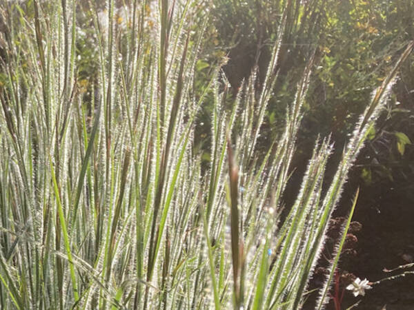 Schizachyrium scop. ‘Ha Ha Tonka’ ®