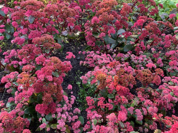 Sedum ‘Red Cauli’