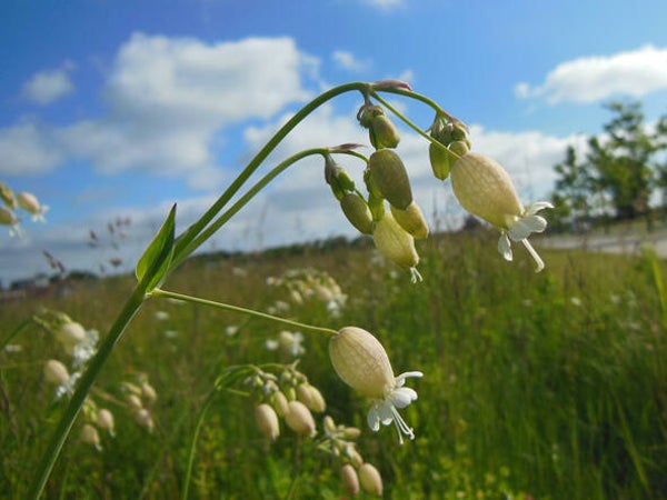 Silene vulgaris