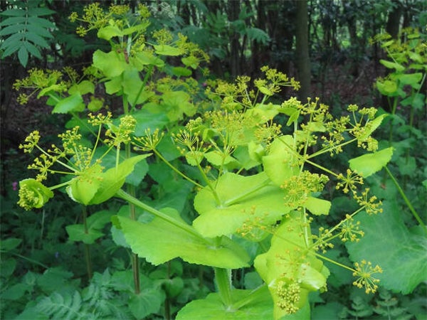 Smyrnium perfoliatum