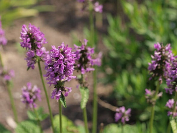 Betonica off. ‘Hummelo’