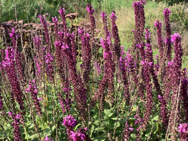 Teucrium hyrcanicum